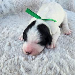 Tux - Black and white male Sheepadoodle puppy in Ashton, Idaho from Kerr Kanine Ranch