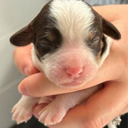 Miss Purple - Tri-color female Cavapoo puppy in Norton Shores, Michigan from Dune Pack Doodles and Poodles