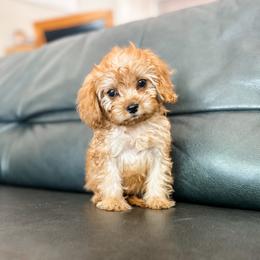 Itsy - Apricot female Cavapoo puppy in Saint George, Utah from Fitzdoodles