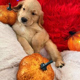 Golden Retriever Puppies from American True Golden retriever