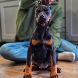 Leia - Black and rust female Doberman Pinscher puppy in China Township, Michigan from Snell's Superior Kennel Dobermann & GSP