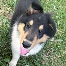 Collies from Loyal Collies’