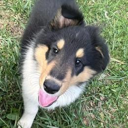 Collies from Loyal Collies’