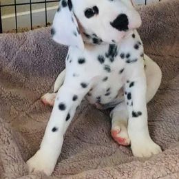 Dalmatian Puppies from Revere Dalmatians