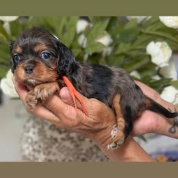 Miso - Tri-color female Cavalier King Charles Spaniel puppy in Yuciapa, California from AlltheDoodlez_