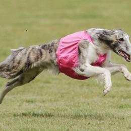 Silken Windhounds from Allagante Silkens