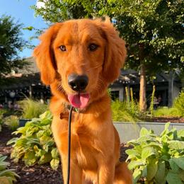 Louie - Dark golden male Golden Retriever puppy in Fair Grove, Missouri from Roepke Golden Retrievers