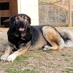 Armenian Gamprs from Muddy Acres Farm
