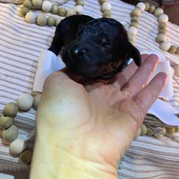 Blue collar black male - Black male Poodle puppy in Statesville, North Carolina from Magnolia Crown’s Standard Poodles