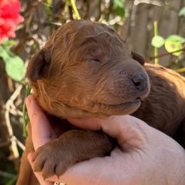 Pugsley - Green collar - Red  male Goldendoodle puppy in Puyallup, Washington from Dawnie’s Doodles
