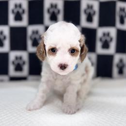 Maisie - Parti female Goldendoodle puppy in Mustang, Oklahoma from The Doodle grove