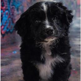 Tarragon - Black tri male Miniature American Shepherd puppy in Riverton, Utah from Iron Spirit Homestead & Aussies