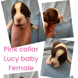 Pink collar liver and white - Liver and white English Springer Spaniel puppy in Jamestown, Kentucky from Waterworks Springers