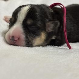 Pink collar - Black and tan female Pembroke Welsh Corgi puppy in Poulsbo, Washington from Central Valley kennel