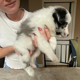 Teddy - White blue merle male Shetland Sheepdog puppy in Centennial, Colorado from Kochar Shelties