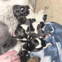 Dachshund Puppies from Kandice Dudley