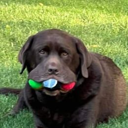 Labrador Retriever Puppies from Sound View Labradors East