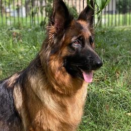 Nina - German Shepherd