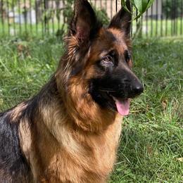 Nina - German Shepherd