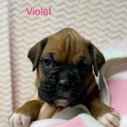 Violet - Fawn female Boxer puppy in Elyria, Ohio from Just-A-Wyn Boxers