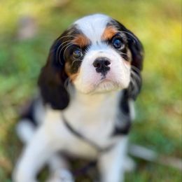 Oakley - Tri-color male Cavalier King Charles Spaniel puppy in Dawsonville, Georgia from Ayerloom Cavaliers