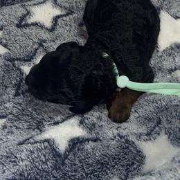 Tulip - Phantom female Poodle puppy in Lakeland, Florida from Gulfside Poodles