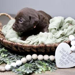 Labrador Retriever Puppies from AGL Retrievers
