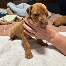 Girl 2 - Rd whtn brn nose female Rhodesian Ridgeback puppy in Caldwell, Idaho from Haley Gross's 	Rhodesian Ridgebacks and Minature Pinchers