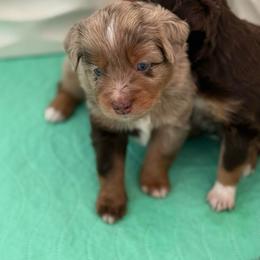 Limerick - Red merle male Toy Australian Shepherd puppy in Spokane Valley, Washington from Northern Roots Aussies
