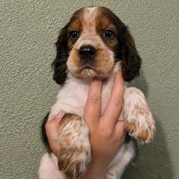 Sparrow - Black white and tan female English Springer Spaniel puppy in Fort White, Florida from Thunderbird Springers