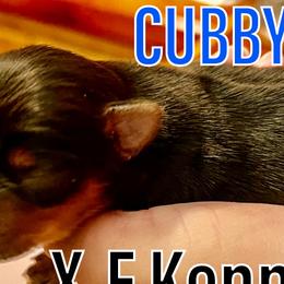CUBBY - Black and gold Yorkshire Terrier puppy in Canton, Texas from X-F Kennels
