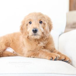 Bernedoodle and Goldendoodle Puppies from Kimberlee’s Kennels