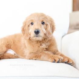 Bernedoodle and Goldendoodle Puppies from Kimberlee’s Kennels