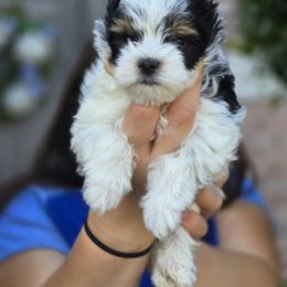 Biewer Terrier Puppies from BabyCake Biewers
