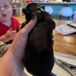 Miniature Australian Shepherd Puppies from Kusch Farm Mini Aussies