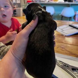 Miniature Australian Shepherd Puppies from Kusch Farm Mini Aussies