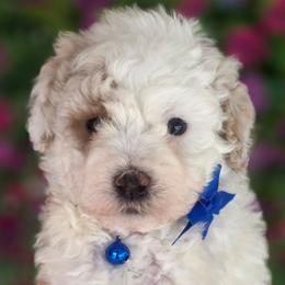 Hudson Blue Boy - Parti male Goldendoodle puppy in Vernon, Texas from Sugarland's Texas Goldendoodles