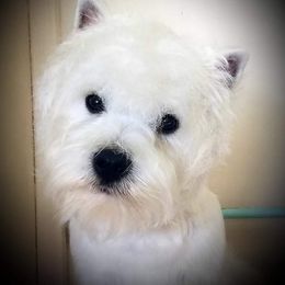West Highland White Terrier All Grown Up from Dixieland Westies