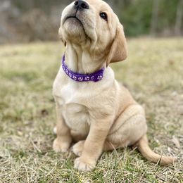 Labrador Retriever Puppies from DeVoy Country Labs