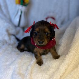 Beans - Chocolate and tan female Dachshund puppy in Lubbock, Texas from Weenie Village
