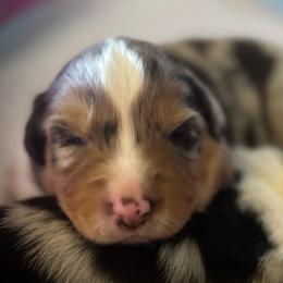 Boy 2: Blue Merle - Blue merle male Australian Shepherd puppy in St. Paul, Oregon from Raybell Ridge Farm