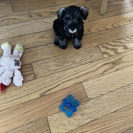 Miniature Schnauzer Puppies from Kani Miniature Schnauzers