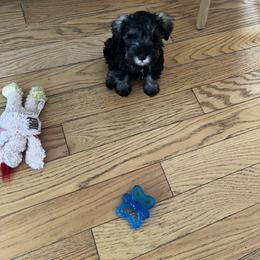 Miniature Schnauzer Puppies from Kani Miniature Schnauzers