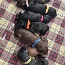 Aussiedoodle Puppies from Friendship Family Farm