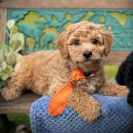 Goldendoodle Puppies from True Friend Doodles
