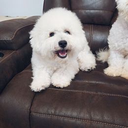 Indie - White female Bichon Frise puppy in Pickens, South Carolina from Beloved Bichon