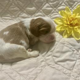 Scout - Blenheim male Cavalier King Charles Spaniel puppy in Tahlequah, Oklahoma from Love Some Dogs Dachshunds & Cavalier King Charles Spaniels,Cavapoos
