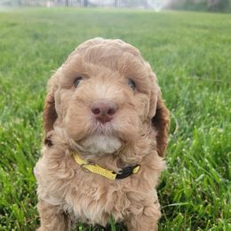 Bordoodles, Goldendoodles, and Labradoodles from Card Family Ranch