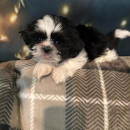 Jin - Black and white male Shih Tzu puppy in Conroe, Texas from Shihtzu Happen