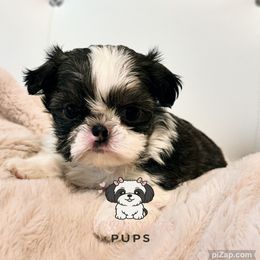 Ciro - Sable and white male Shih Tzu puppy in Walkertown, North Carolina from Lil’ Bit’s Shih Tzu